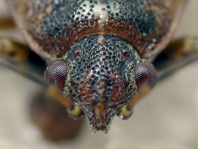 Platyplax salviae (Schilling, 1829)